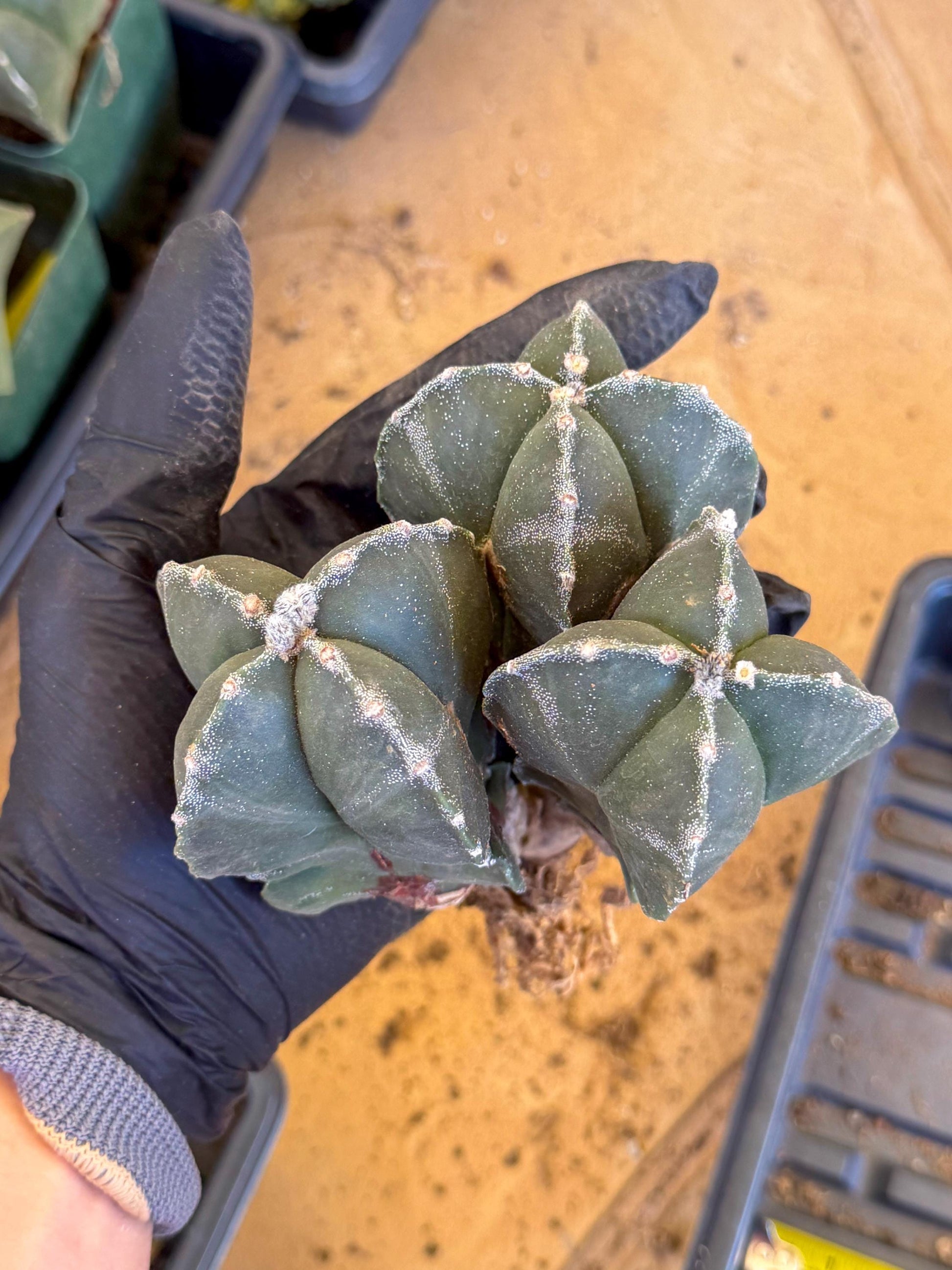 Myriostigma Cluster (b) | Rare Plants