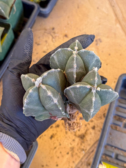 Myriostigma Cluster (b) | Rare Plants
