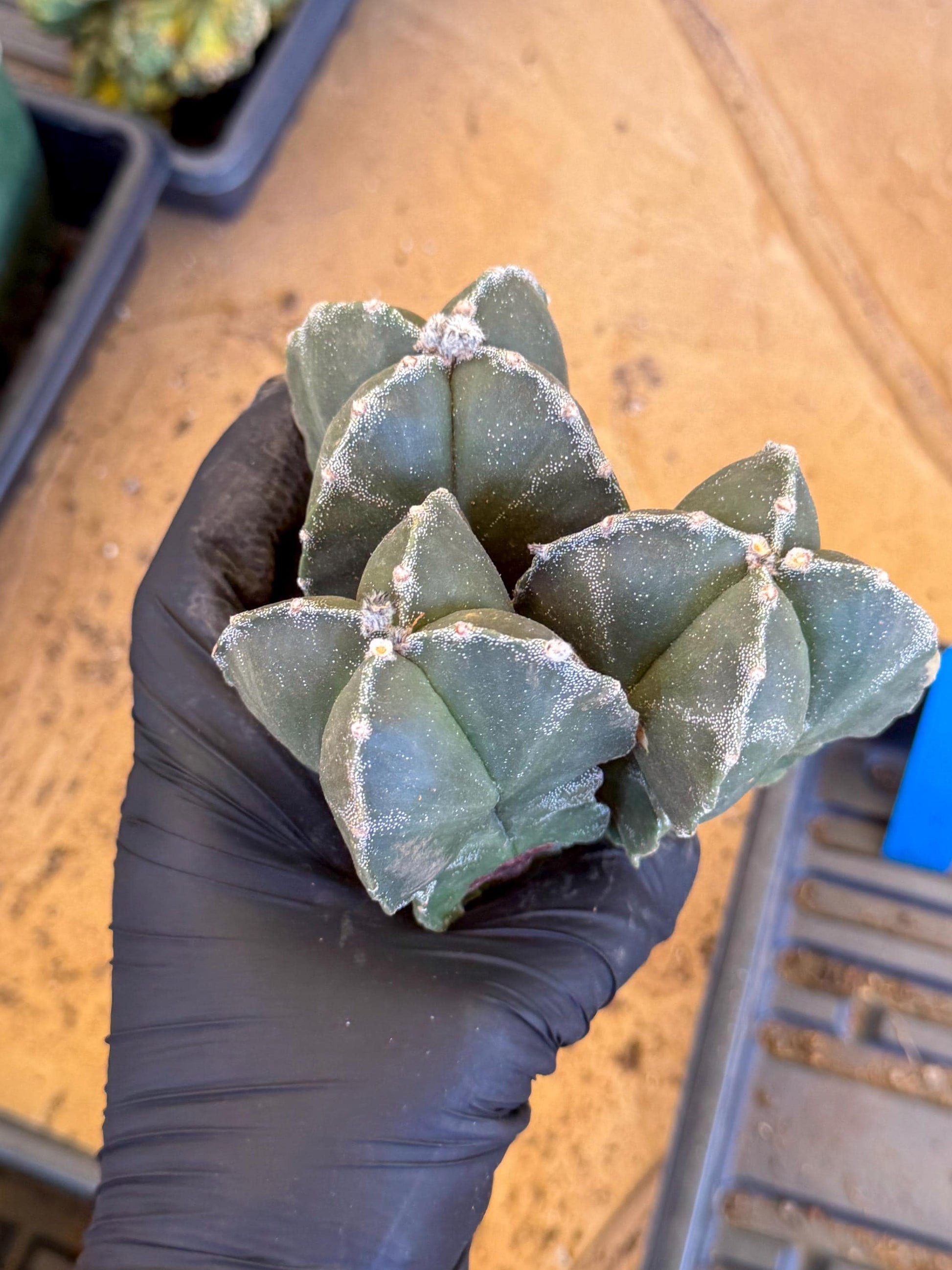 Myriostigma Cluster (b) | Rare Plants