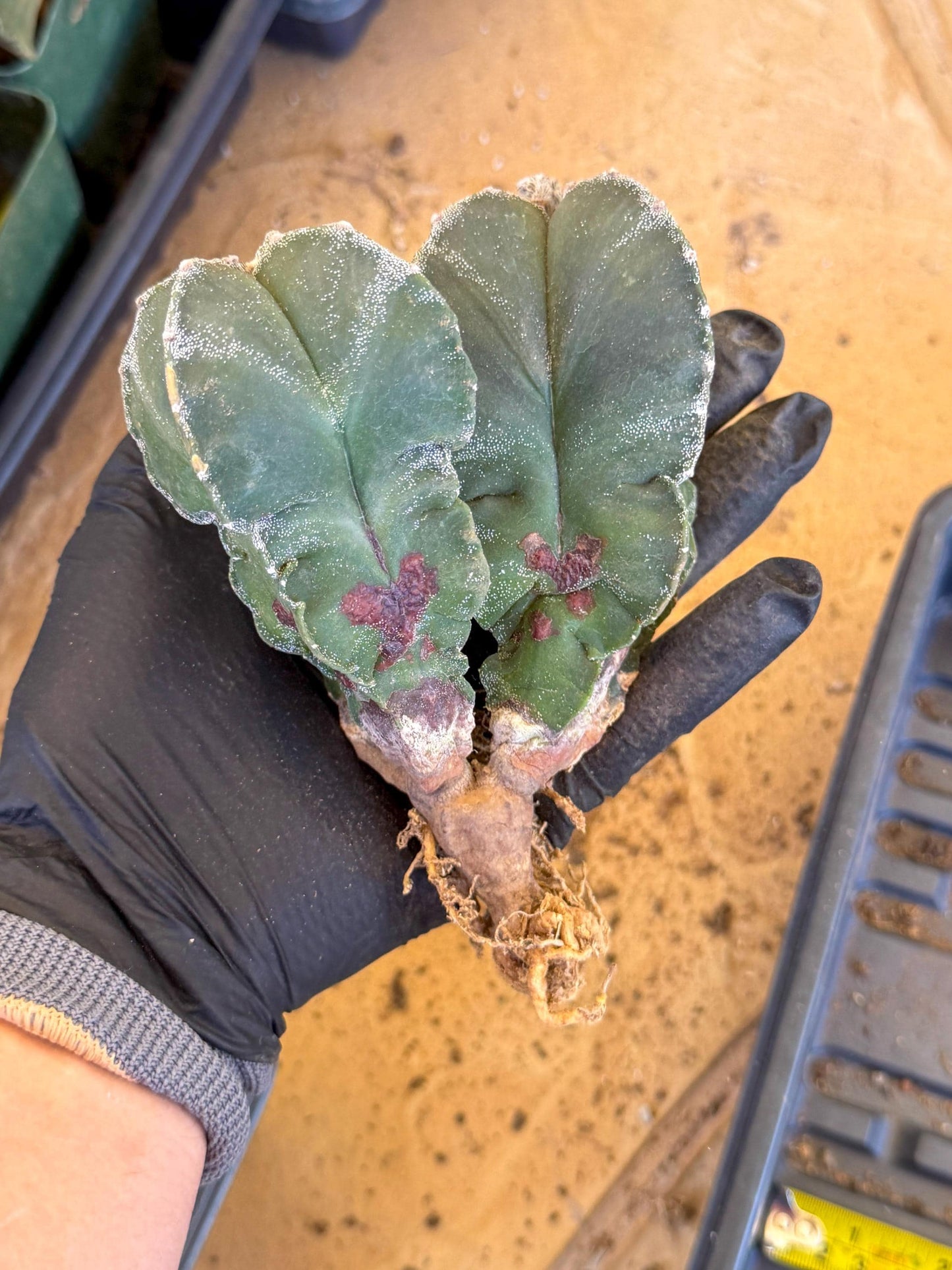 Myriostigma Cluster (b) | Rare Plants