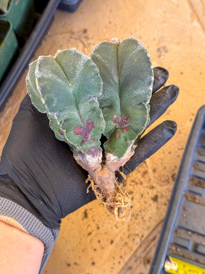 Myriostigma Cluster (b) | Rare Plants