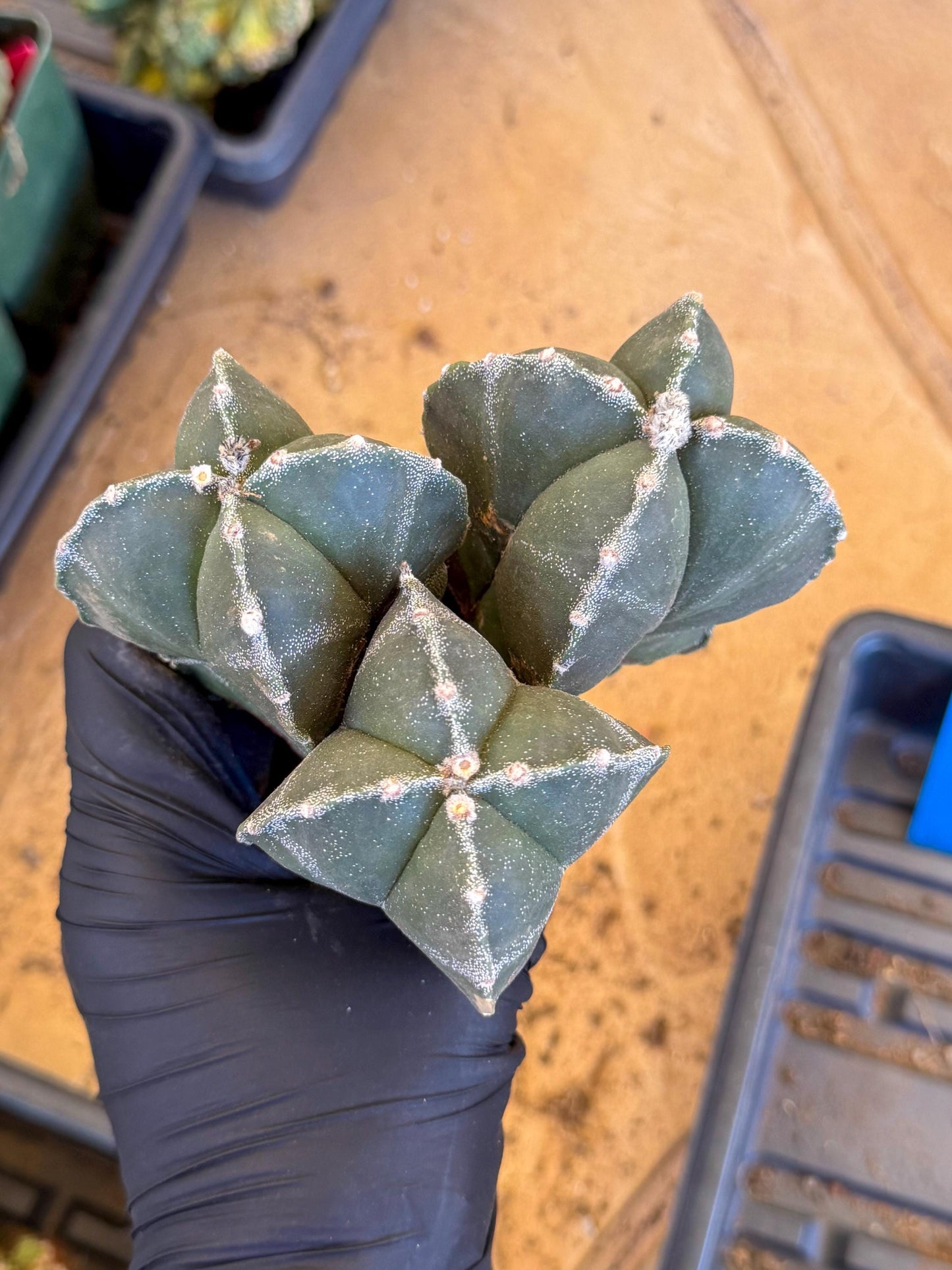 Myriostigma Cluster (b) | Rare Plants