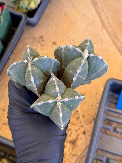 Myriostigma Cluster (b) | Rare Plants