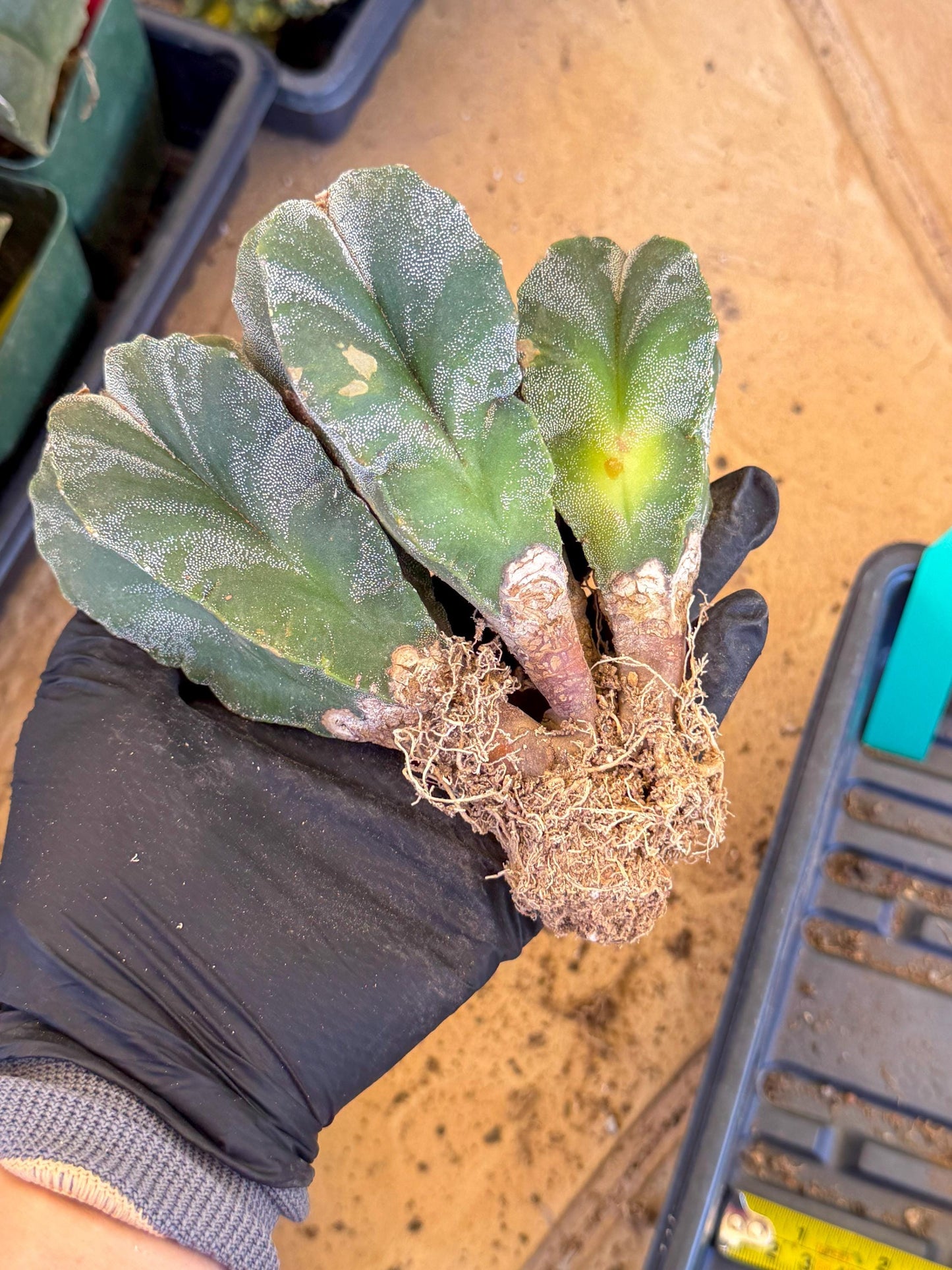 Myriostigma Cluster (g) | Rare Plants