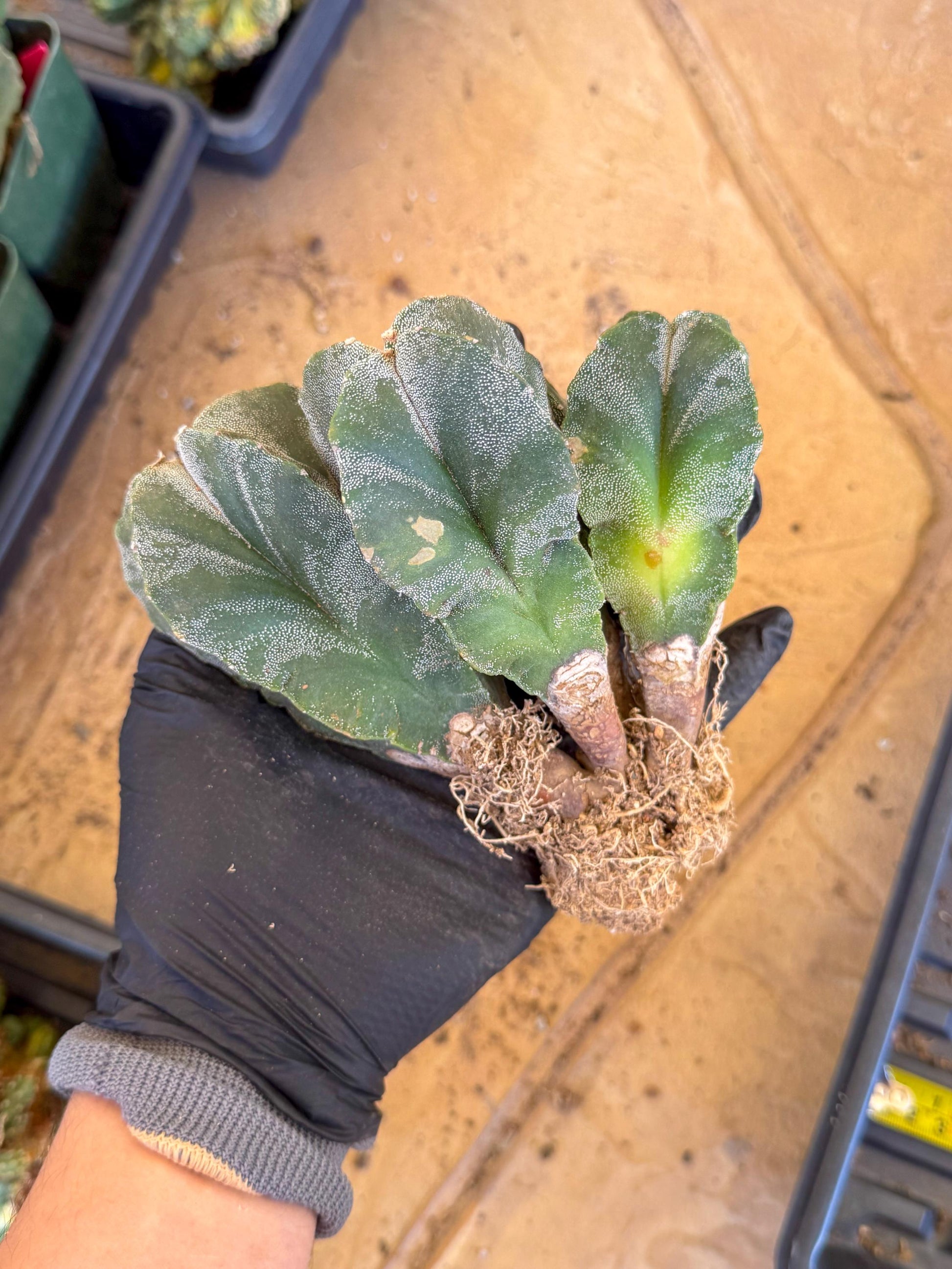 Myriostigma Cluster (g) | Rare Plants