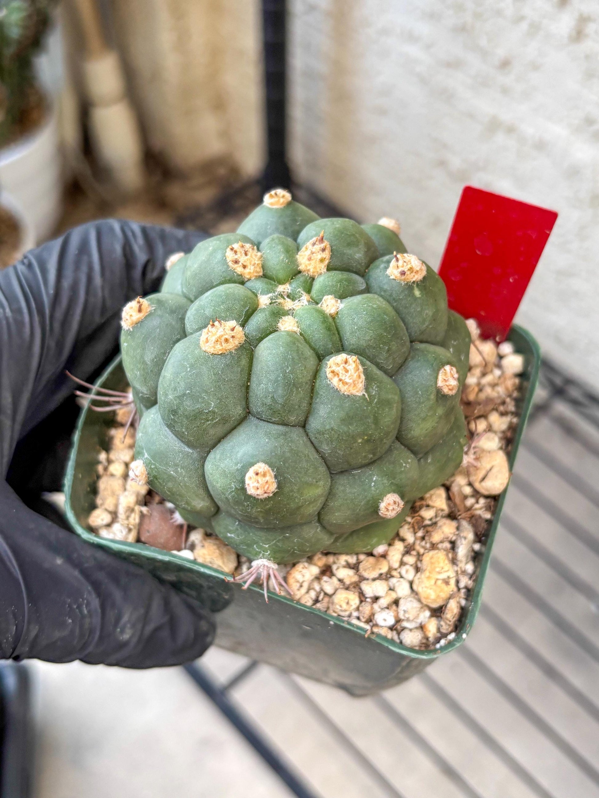 Gymnocalycium saglionis inermis (r) | Rare Import