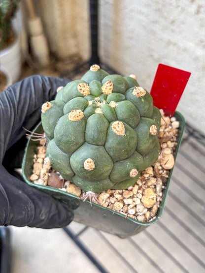 Gymnocalycium saglionis inermis (r) | Rare Import