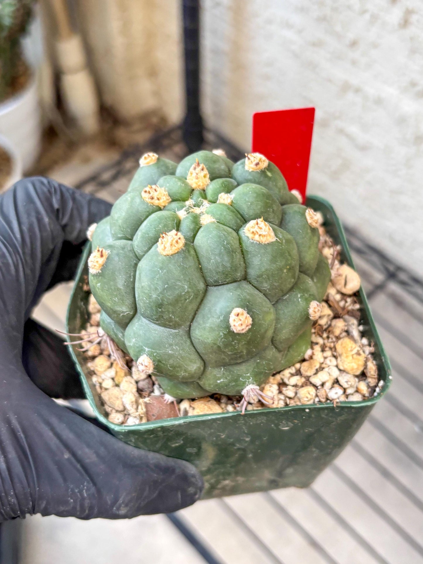 Gymnocalycium saglionis inermis (r) | Rare Import