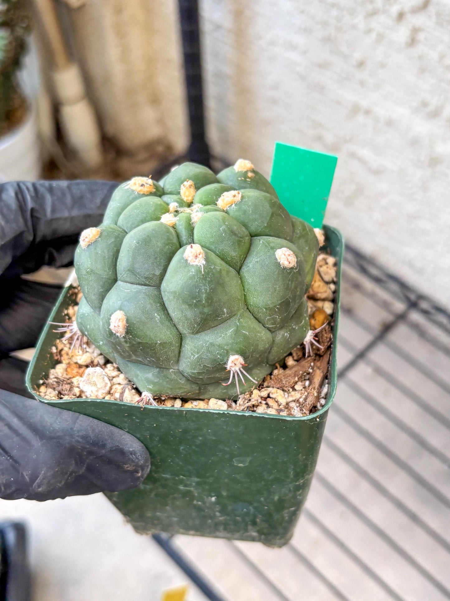 Gymnocalycium saglionis inermis (g) | Rare Import