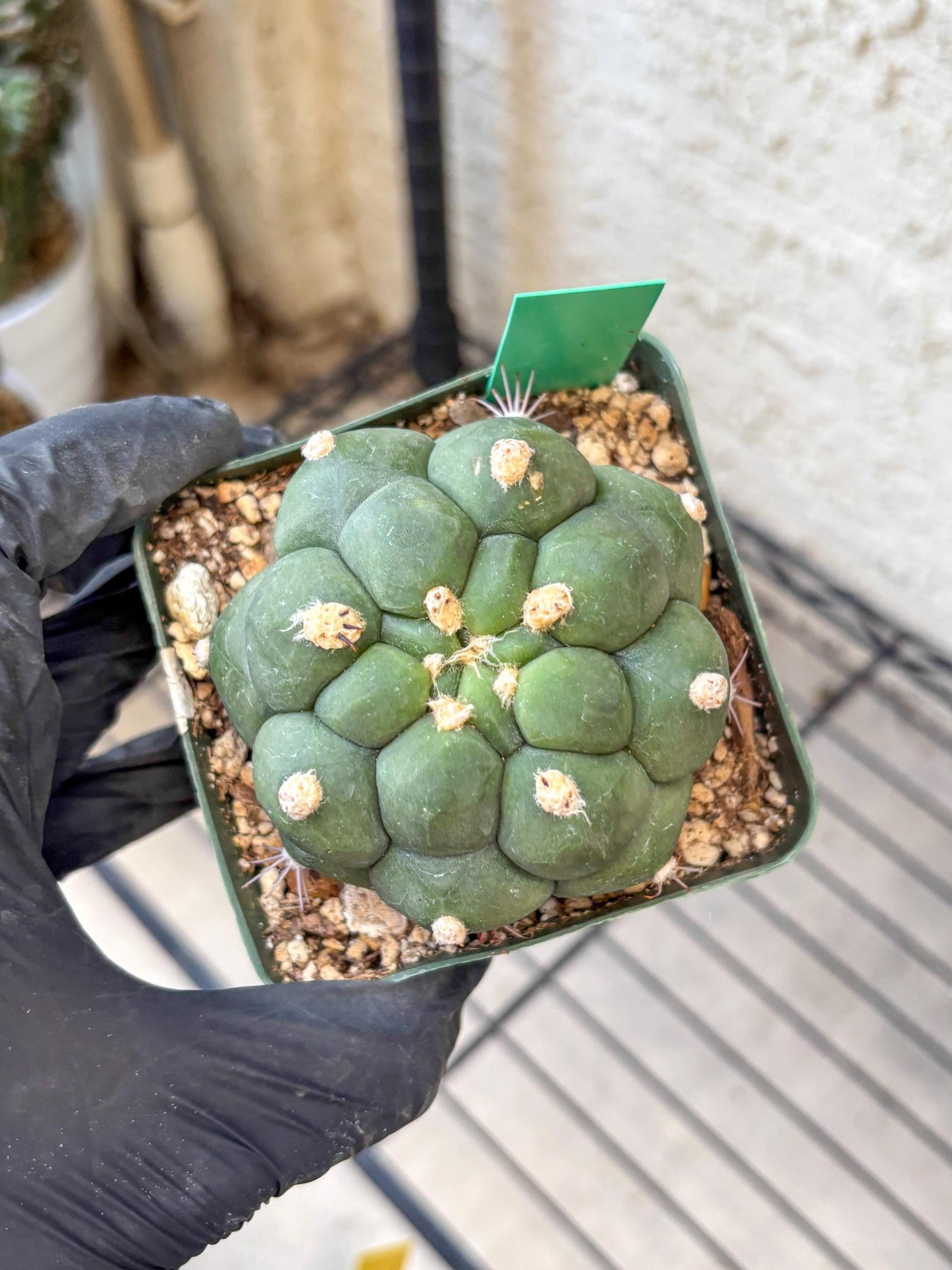 Gymnocalycium saglionis inermis (g) | Rare Import