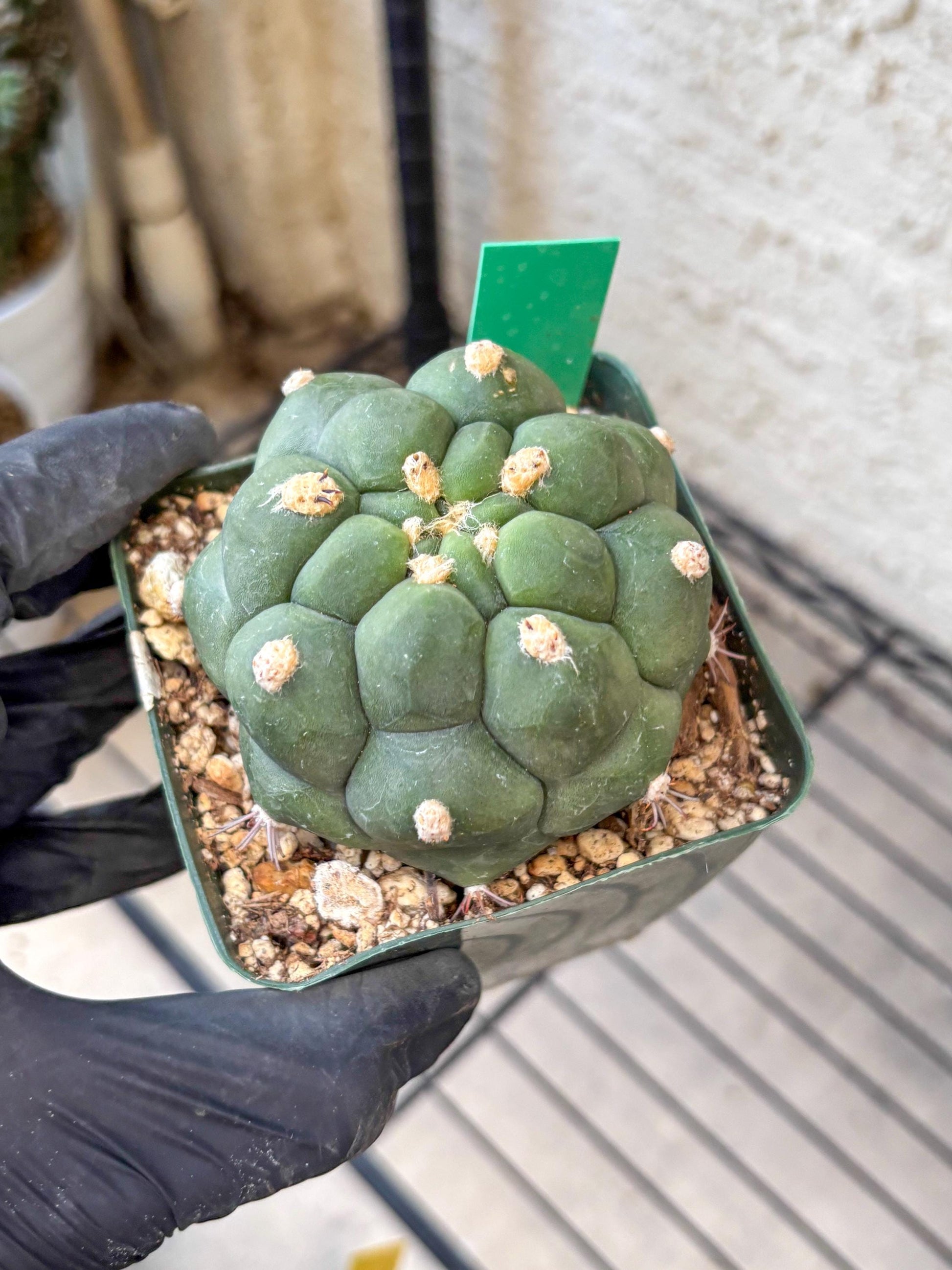 Gymnocalycium saglionis inermis (g) | Rare Import