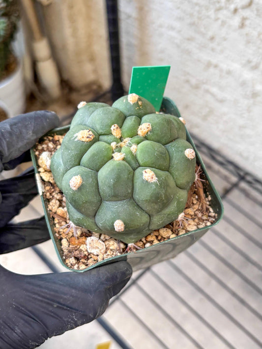 Gymnocalycium saglionis inermis (g) | Rare Import