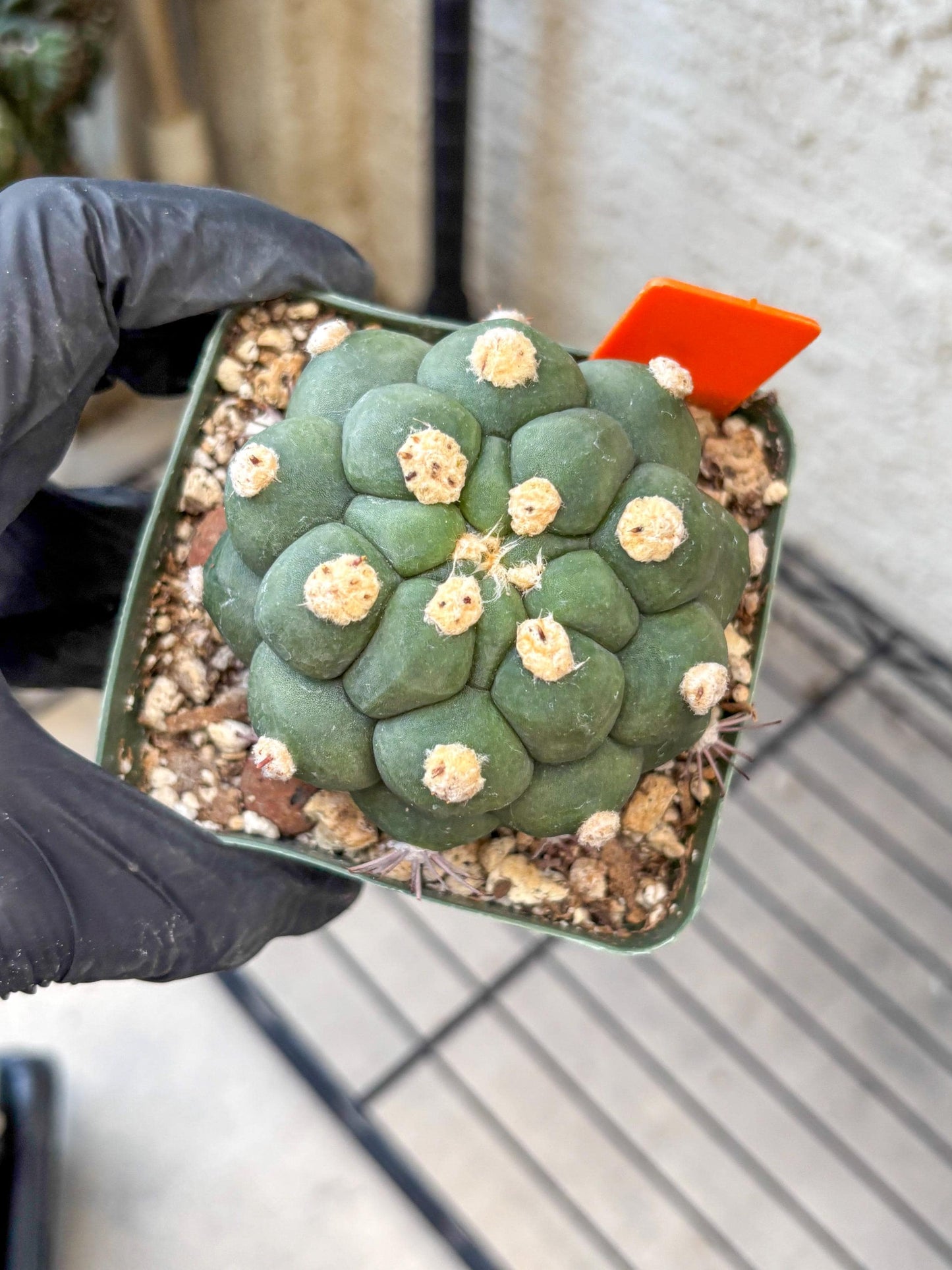 Gymnocalycium saglionis inermis (o) | Rare Import