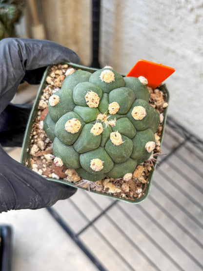 Gymnocalycium saglionis inermis (o) | Rare Import