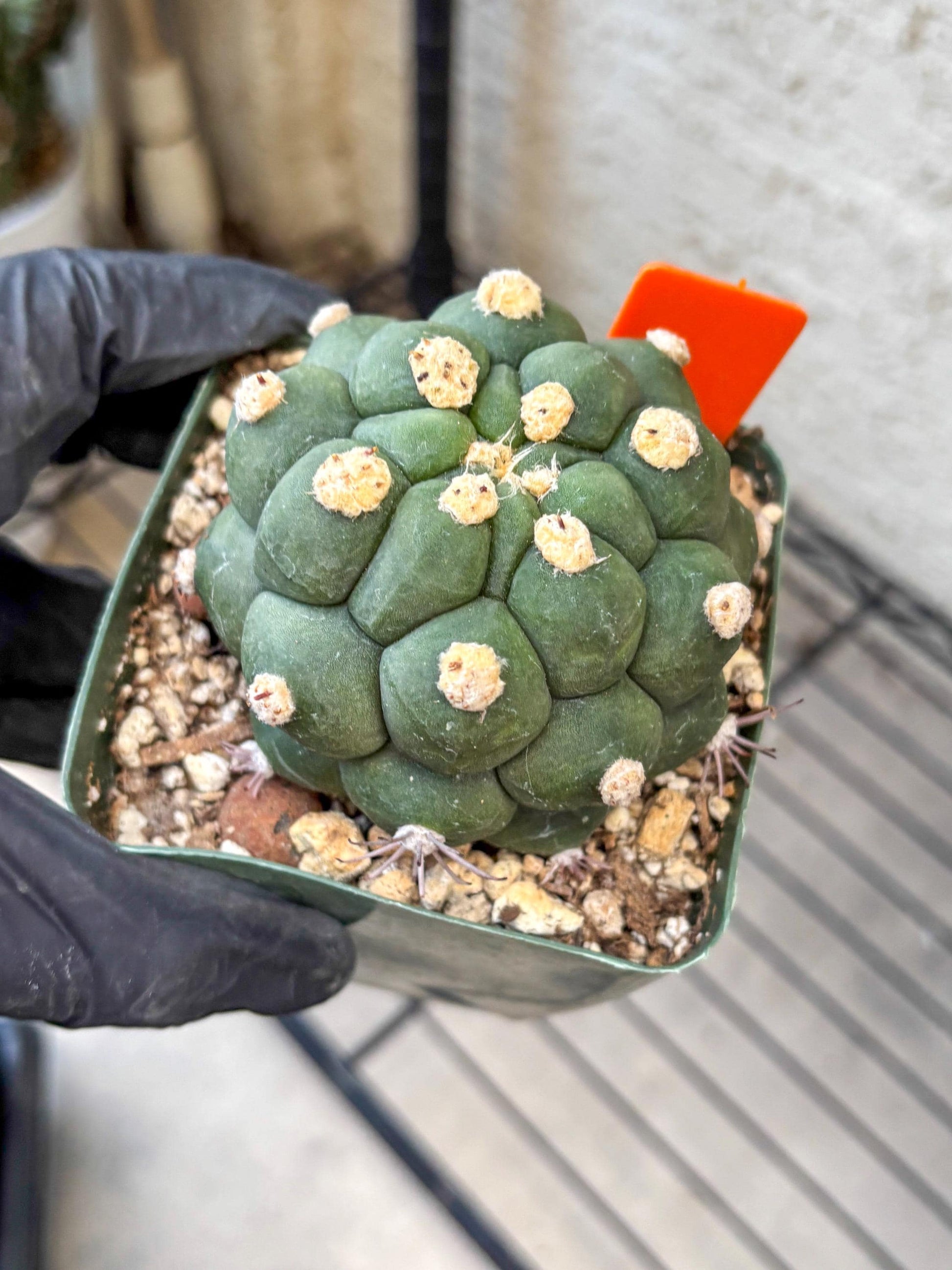 Gymnocalycium saglionis inermis (o) | Rare Import