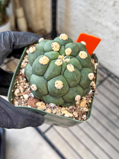 Gymnocalycium saglionis inermis (o) | Rare Import