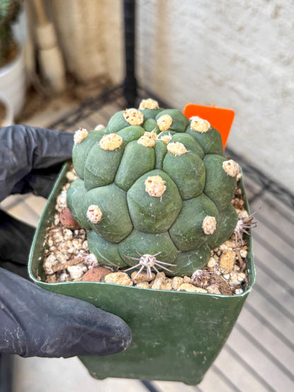 Gymnocalycium saglionis inermis (o) | Rare Import
