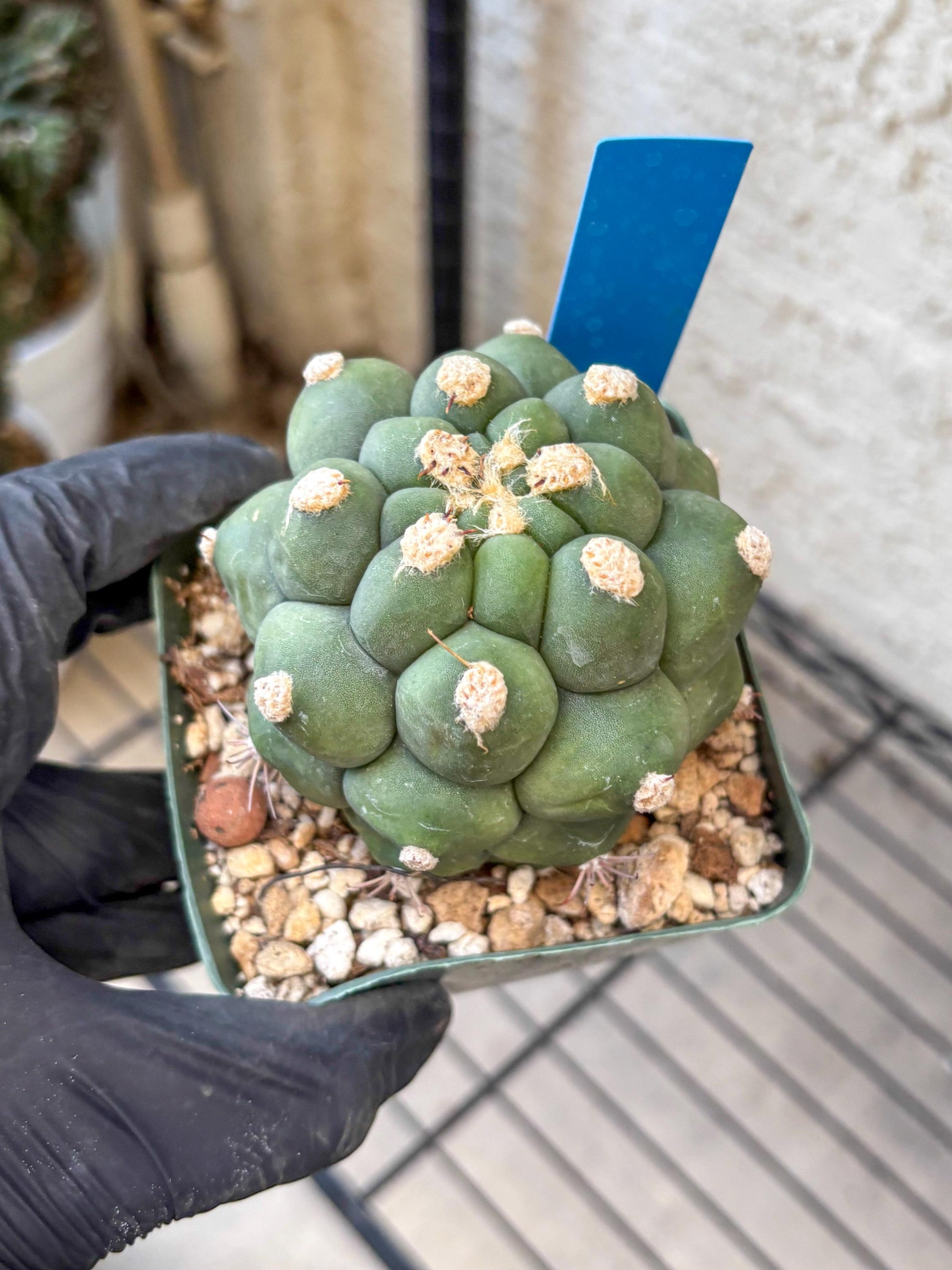 Gymnocalycium saglionis inermis (b) | Rare Import
