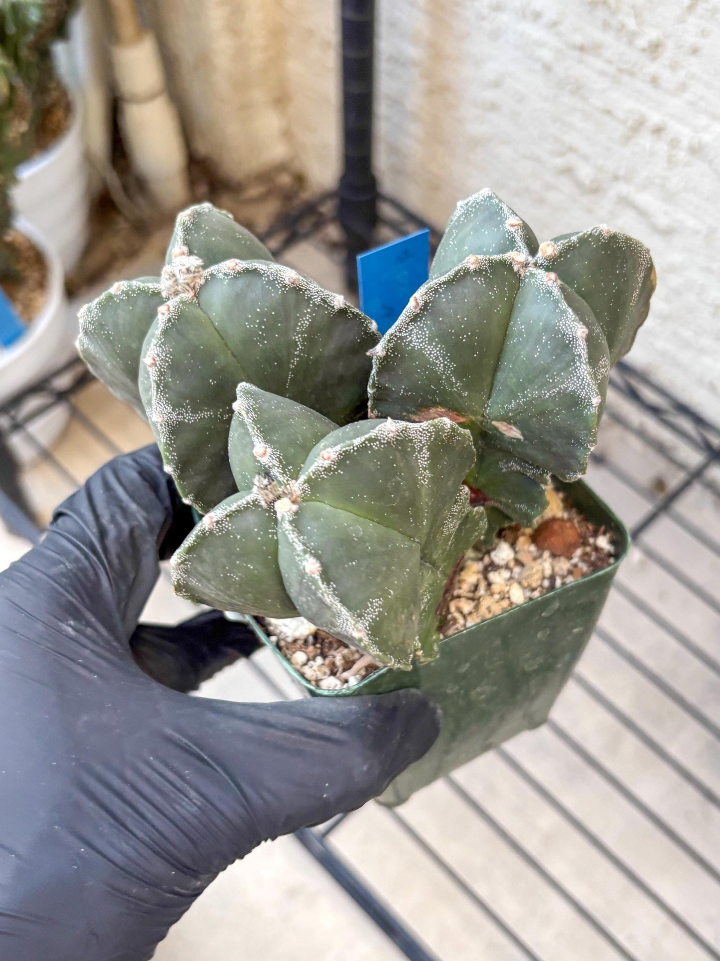 Myriostigma Cluster (b) | Rare Plants