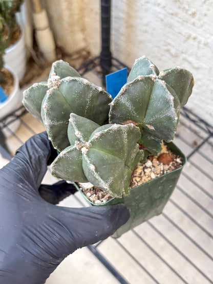 Myriostigma Cluster (b) | Rare Plants