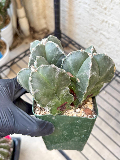 Myriostigma Cluster (b) | Rare Plants