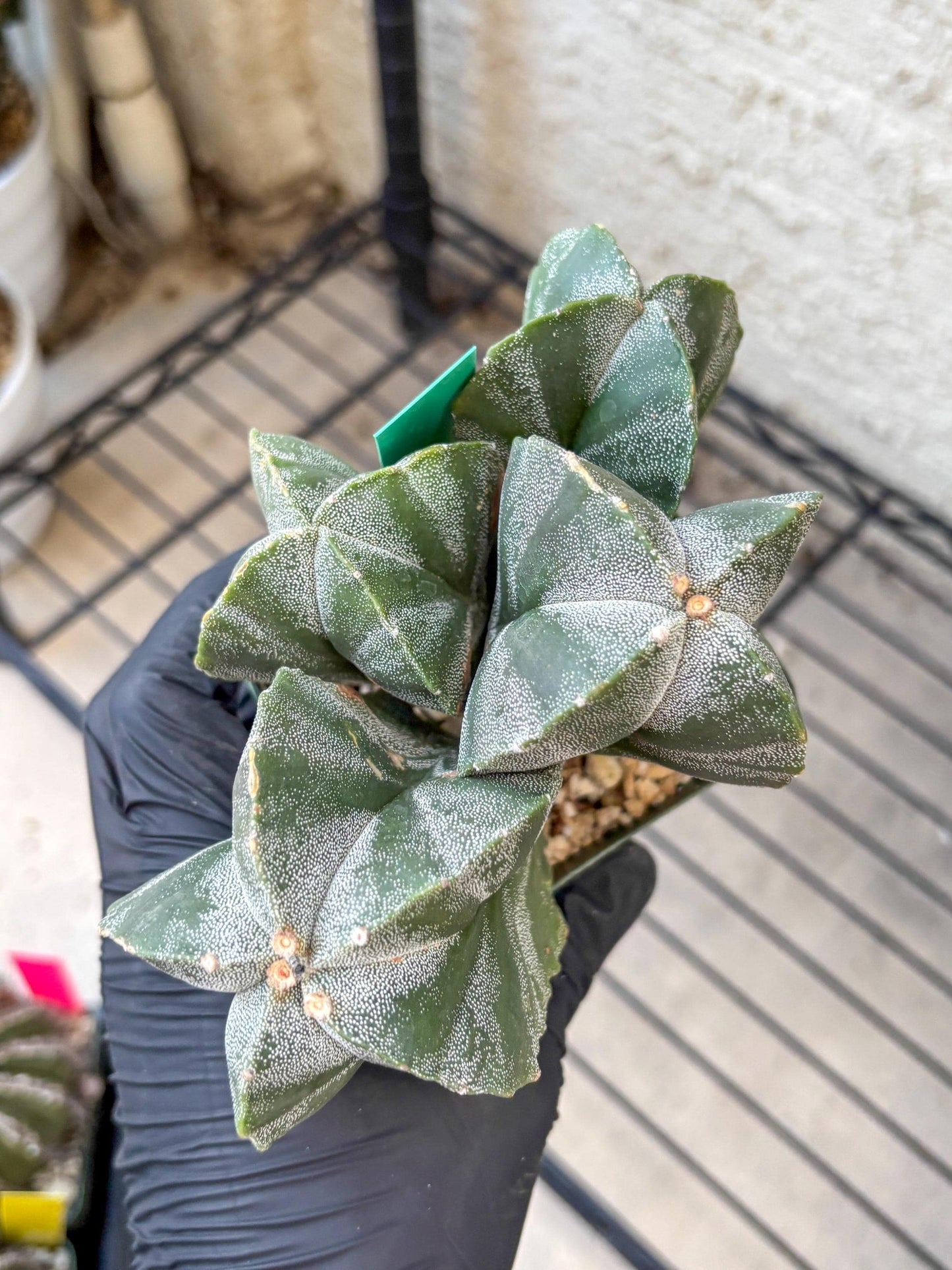 Myriostigma Cluster (g) | Rare Plants