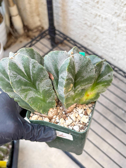 Myriostigma Cluster (g) | Rare Plants