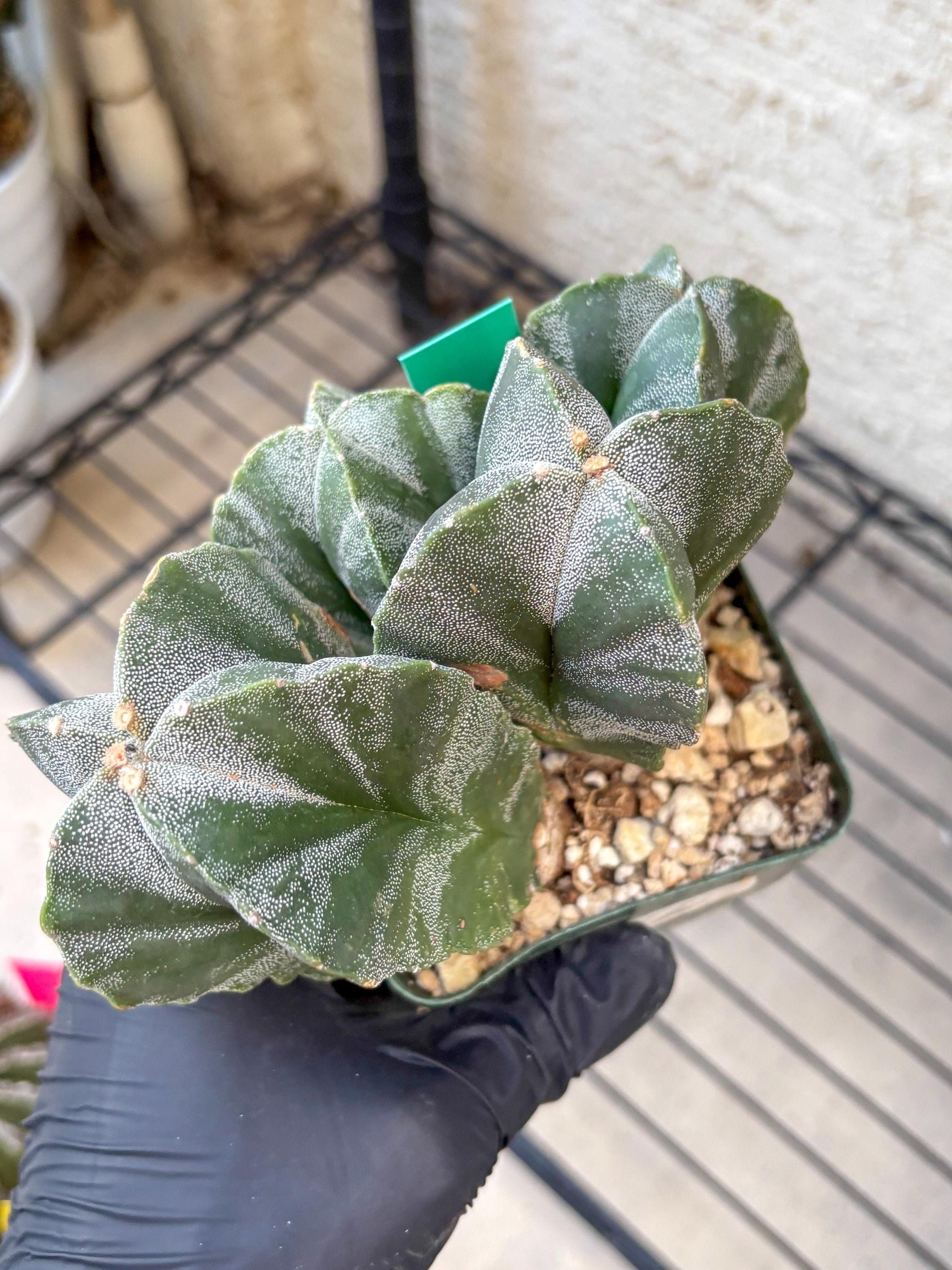 Myriostigma Cluster (g) | Rare Plants