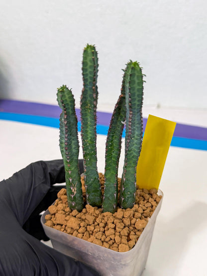 Heterochroma / Quadrangularis (y) | 1 Pot