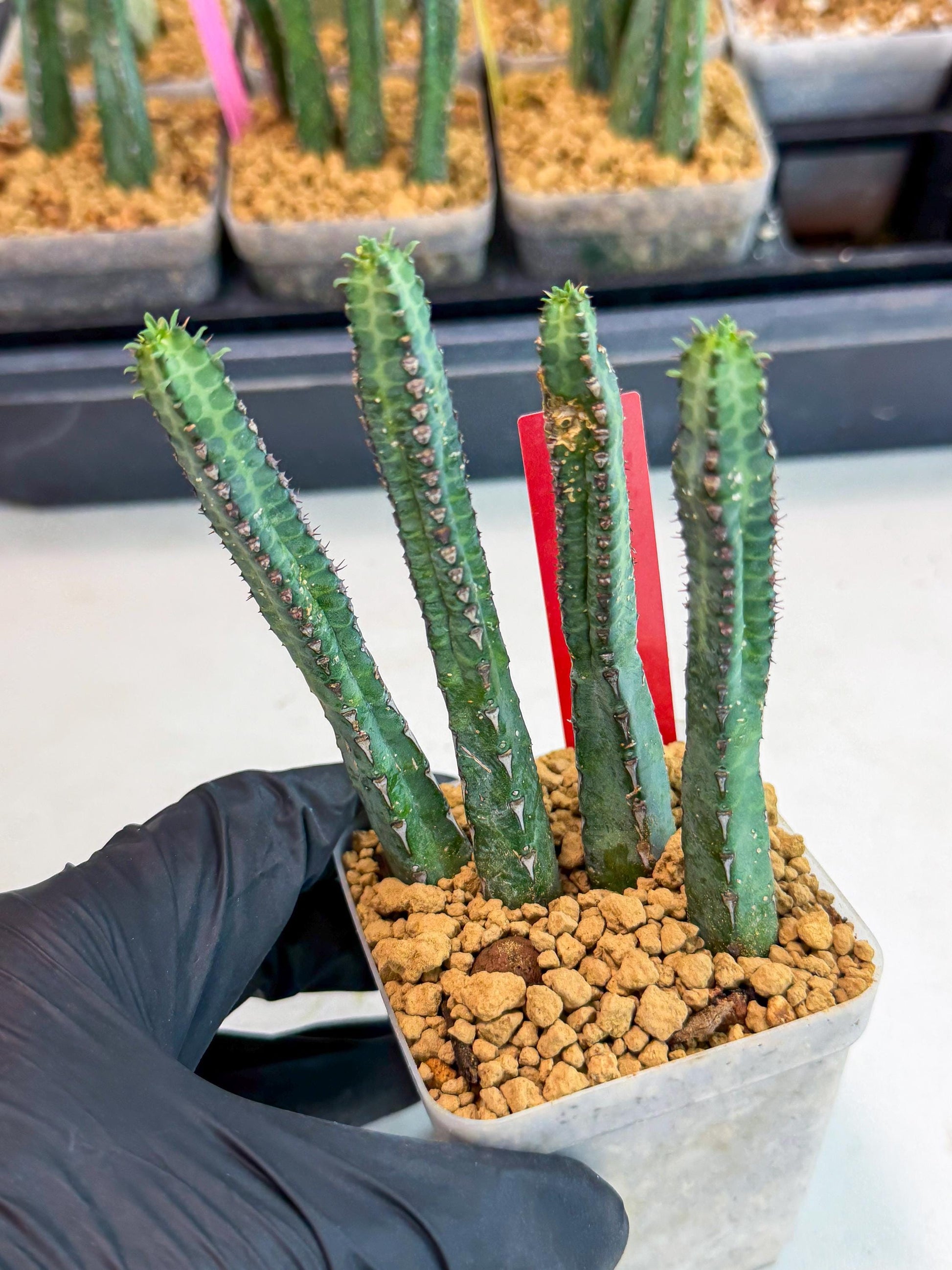 Heterochroma / Quadrangularis (r) | 1 Pot