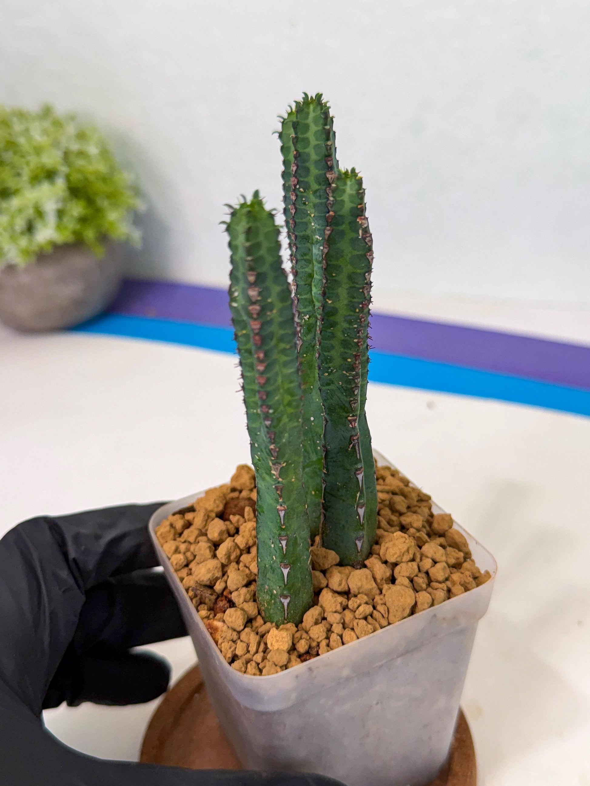 Heterochroma / Quadrangularis (r) | 1 Pot