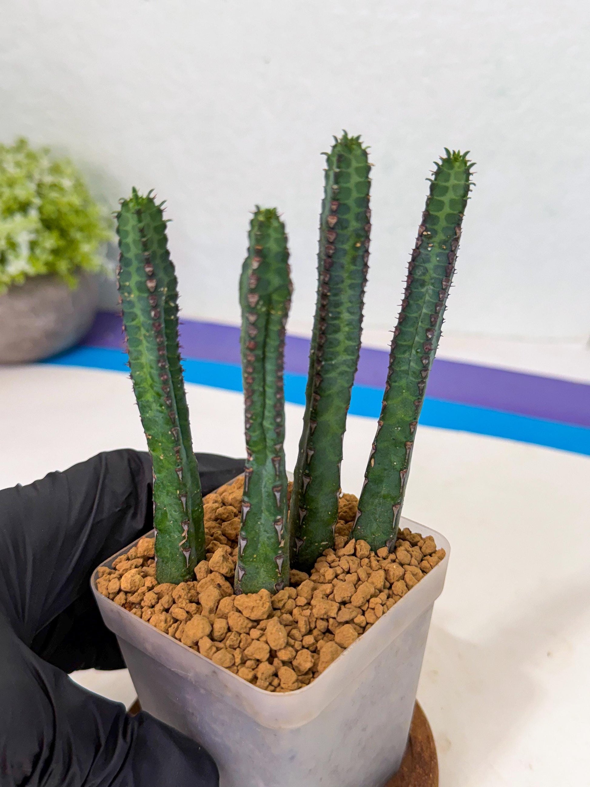 Heterochroma / Quadrangularis (r) | 1 Pot
