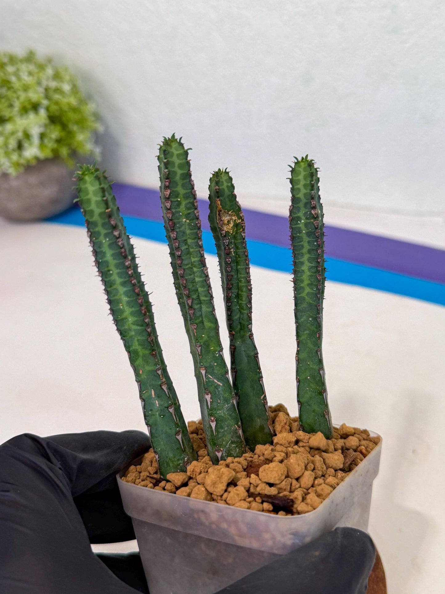 Heterochroma / Quadrangularis (r) | 1 Pot