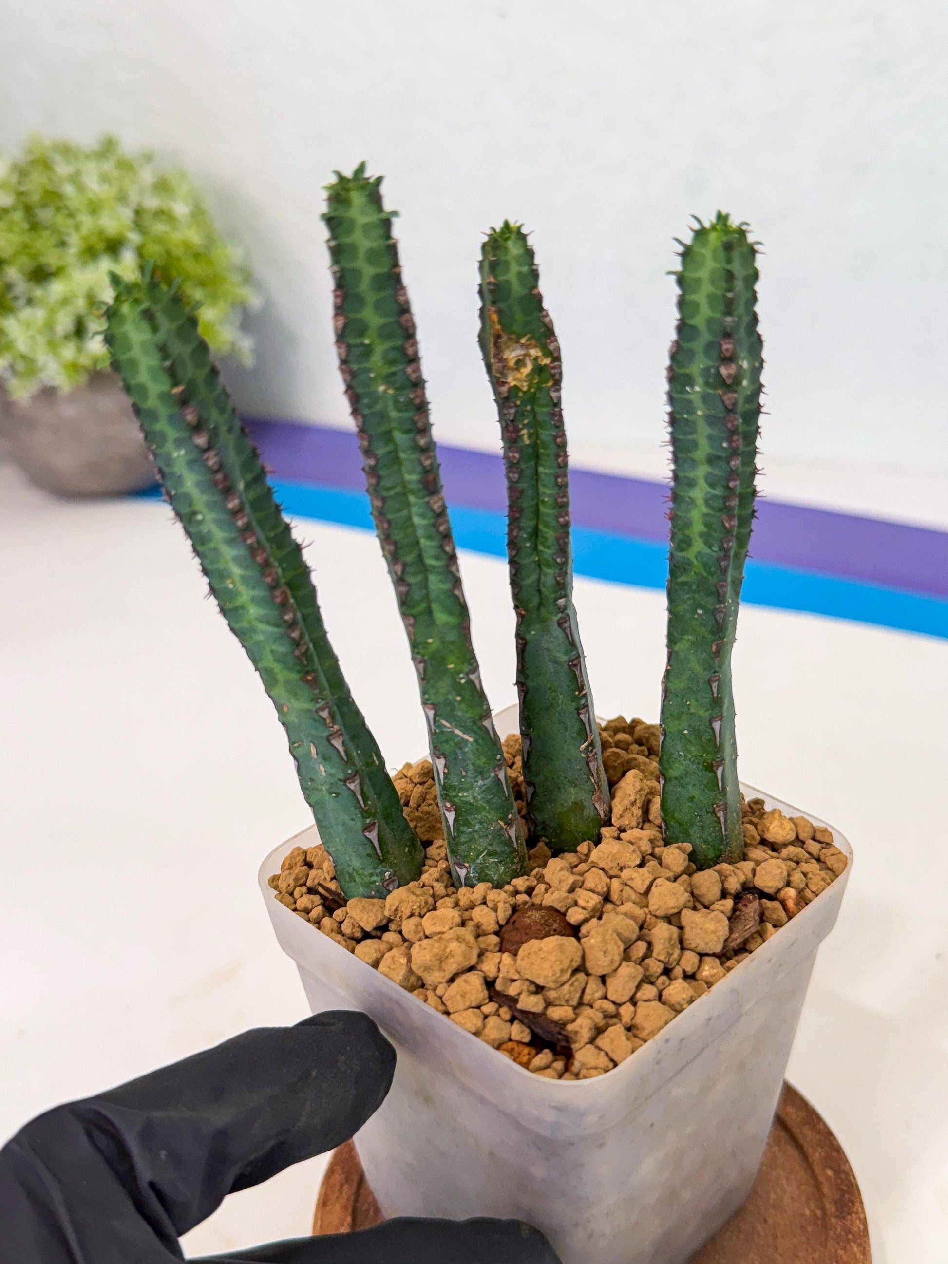 Heterochroma / Quadrangularis (r) | 1 Pot