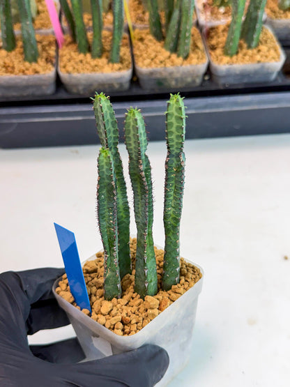 Heterochroma / Quadrangularis (b) | 1 Pot