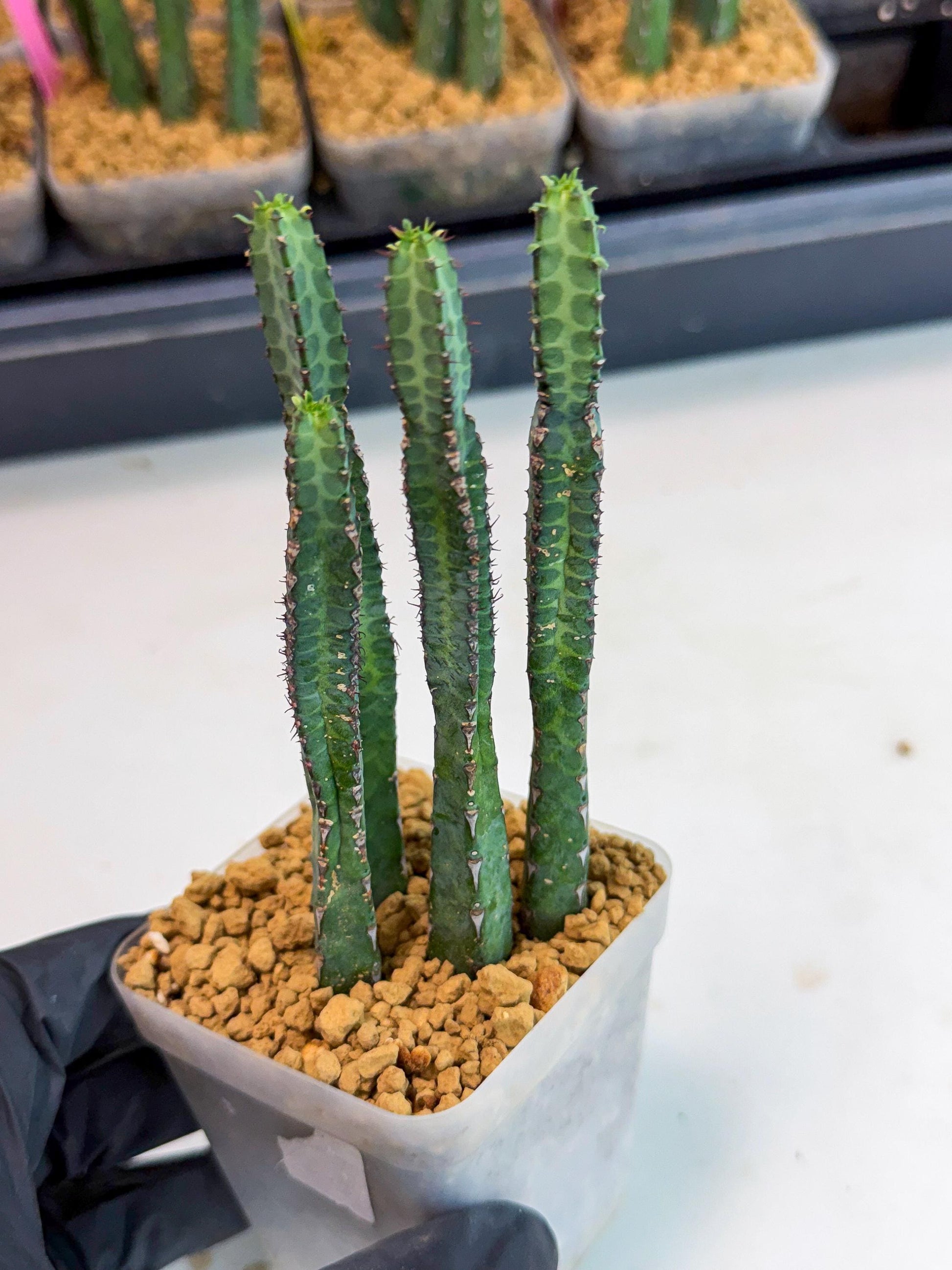 Heterochroma / Quadrangularis (b) | 1 Pot