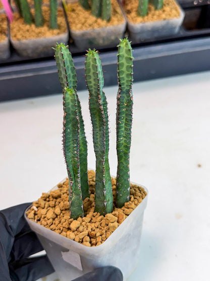 Heterochroma / Quadrangularis (b) | 1 Pot