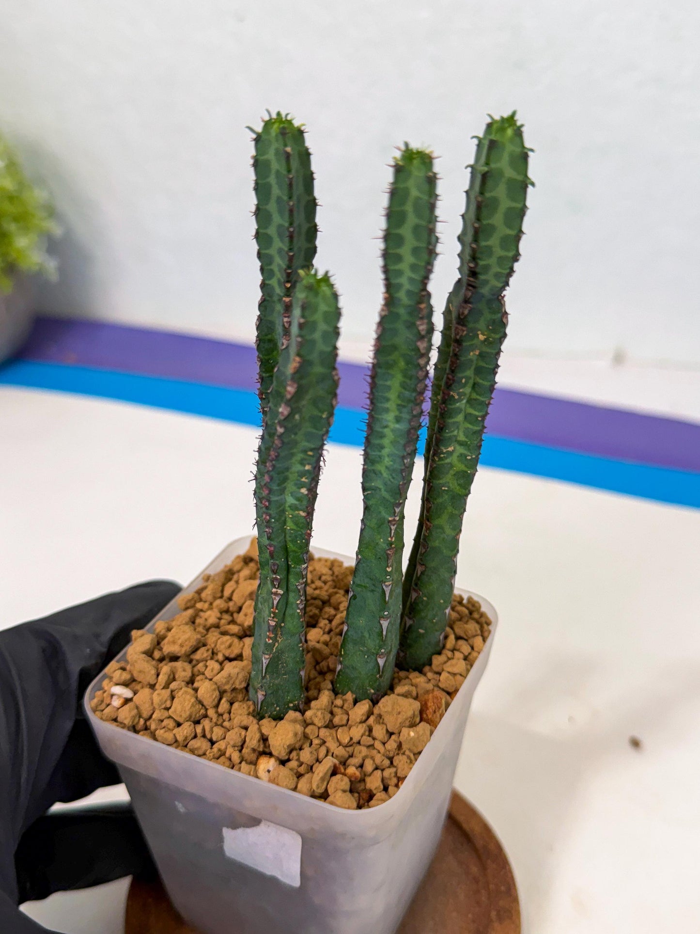 Heterochroma / Quadrangularis (b) | 1 Pot