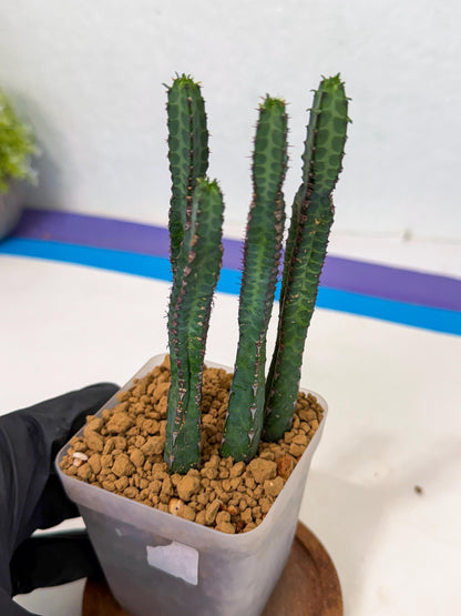 Heterochroma / Quadrangularis (b) | 1 Pot