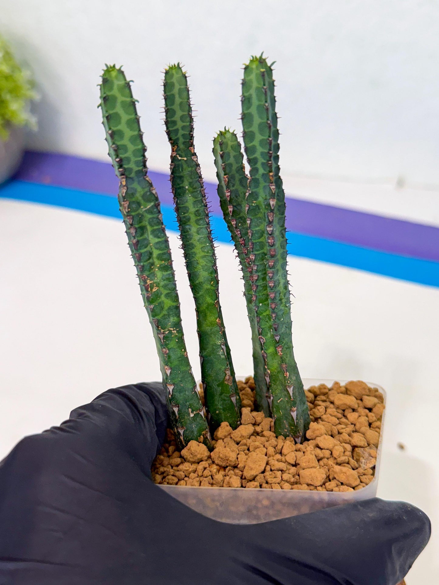 Heterochroma / Quadrangularis (b) | 1 Pot