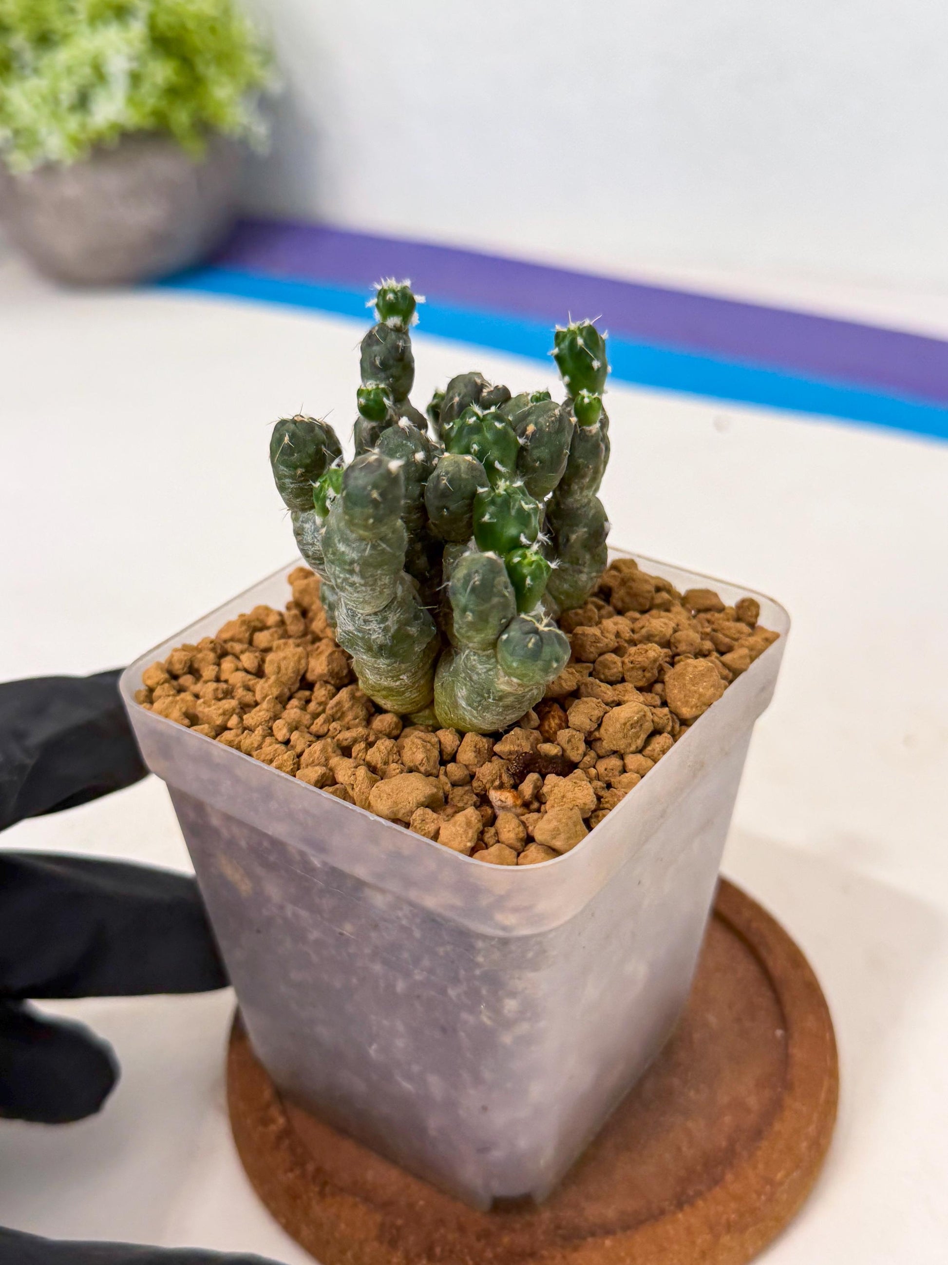 Puna incahuasi Maihueniopsis subterranea (g) | Imported Plants