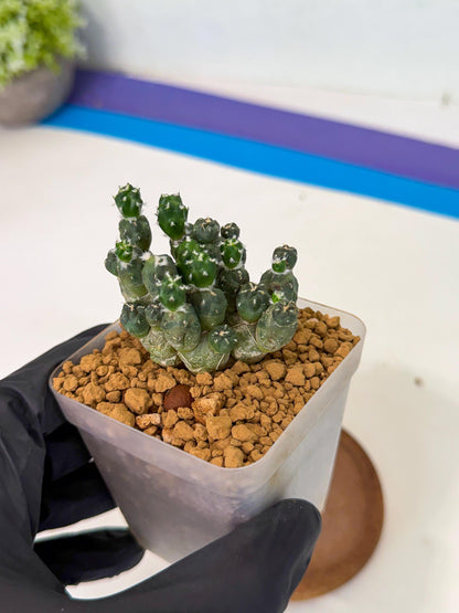 Puna incahuasi Maihueniopsis subterranea (y) | Imported Plants