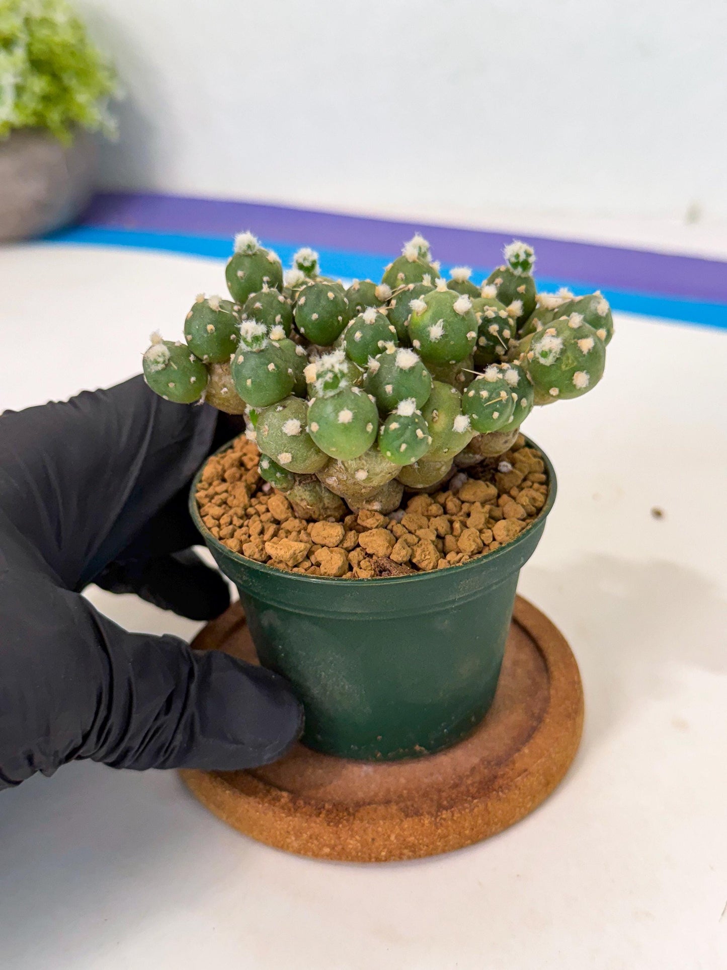 Tephrocactus Rossianus (p) | Exact Plant From Listing