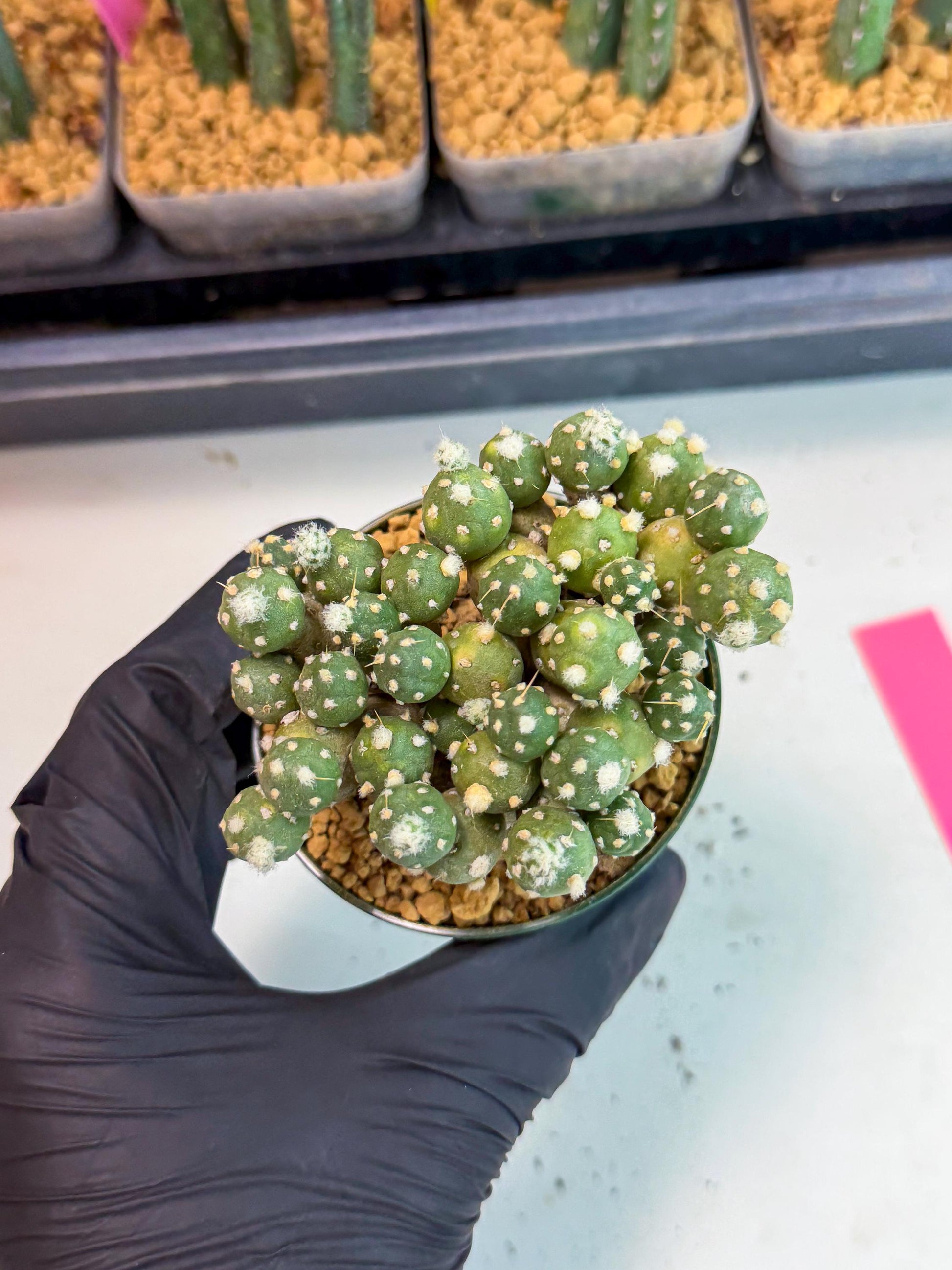 Tephrocactus Rossianus (p) | Exact Plant From Listing