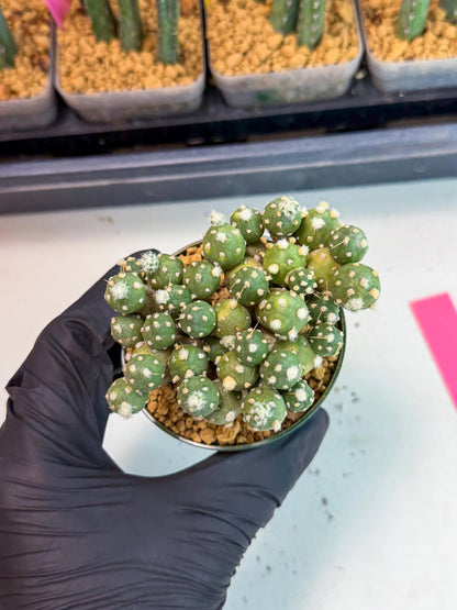 Tephrocactus Rossianus (p) | Exact Plant From Listing