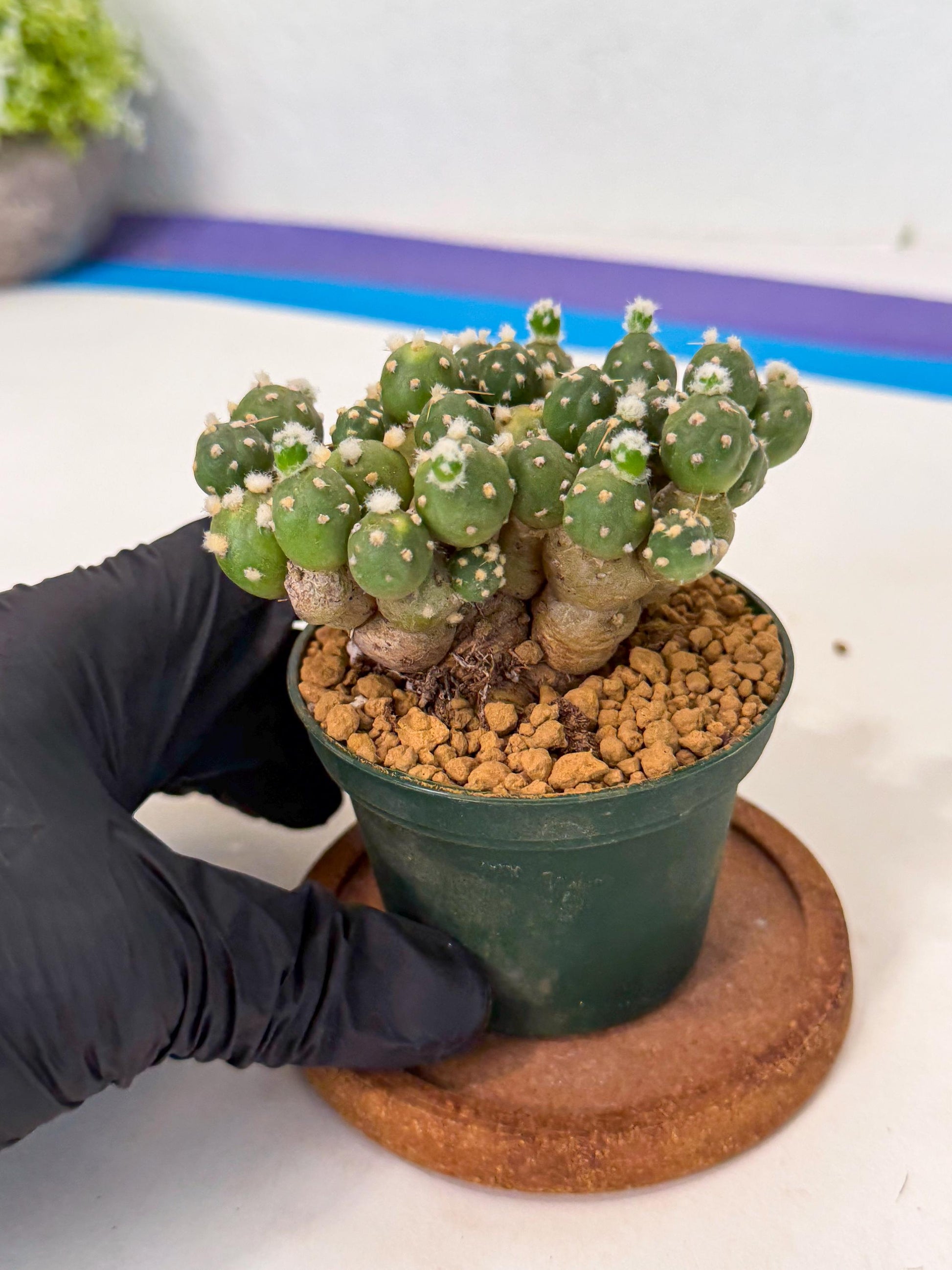 Tephrocactus Rossianus (p) | Exact Plant From Listing