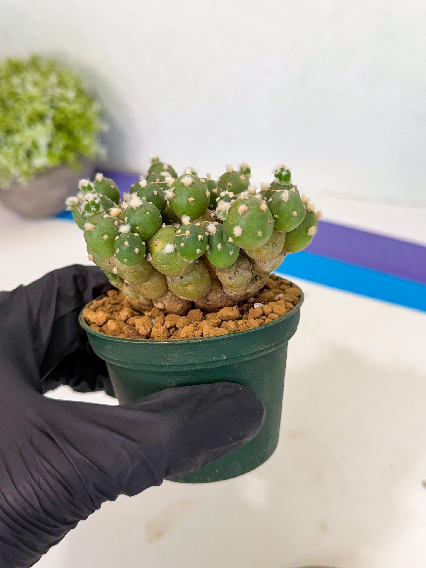Tephrocactus Rossianus (p) | Exact Plant From Listing