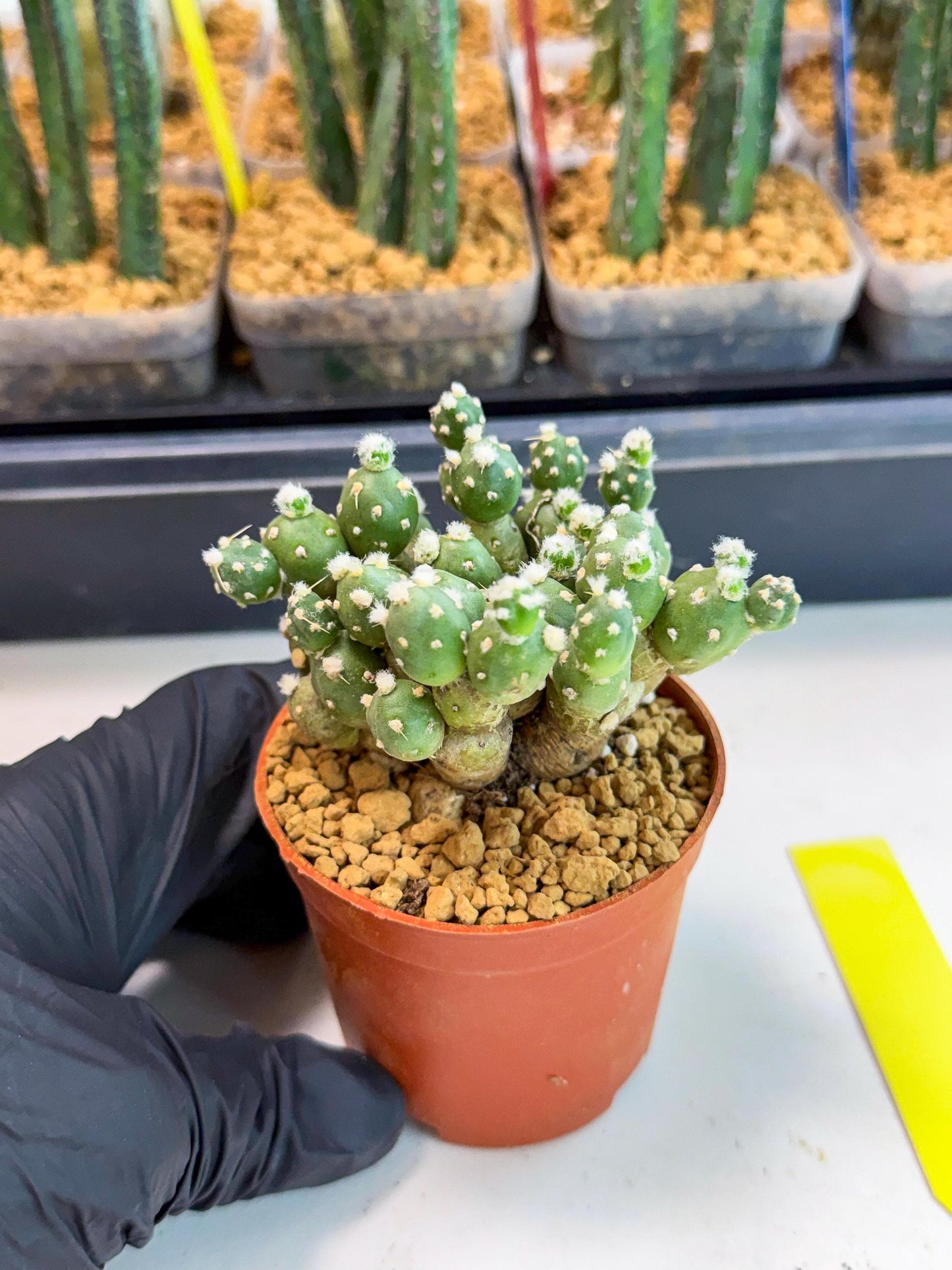 Tephrocactus Rossianus (y) | Exact Plant From Listing