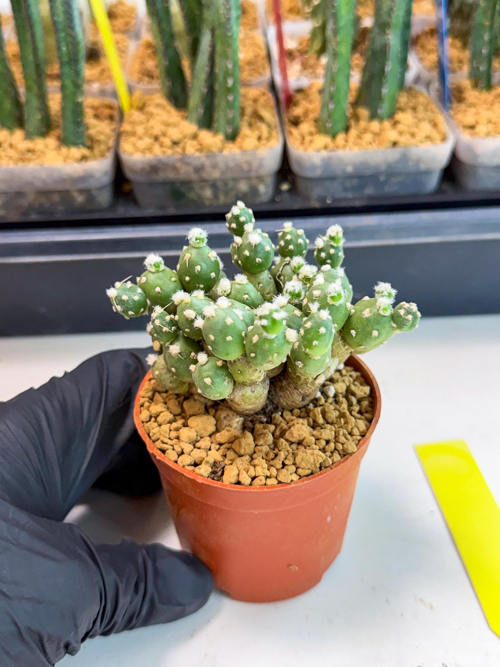 Tephrocactus Rossianus (y) | Exact Plant From Listing
