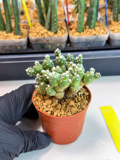 Tephrocactus Rossianus (y) | Exact Plant From Listing